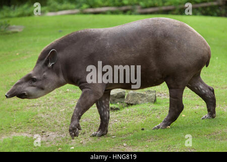 Sud Americana il tapiro (Tapirus terrestris), noto anche come il brasiliano tapiro. Foto Stock