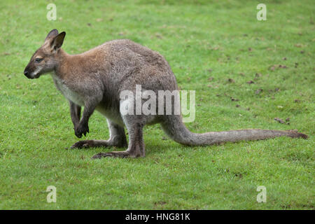 Rosso-un wallaby dal collo (Macropus rufogriseus), noto anche come il Bennett's wallaby. Foto Stock