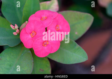 Close up di rosa Corona di Spine fiori (Euphorbia milii, impianto di Cristo, Cristo thorn). Foto Stock