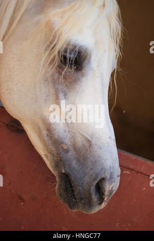 Arabian Horse in un ranch di sabbia/ con Arabian Horse in un campo di sabbia nella giornata di sole Foto Stock