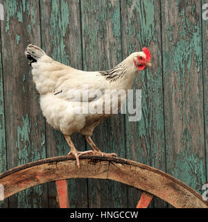 Luce di gallina sussex Foto Stock