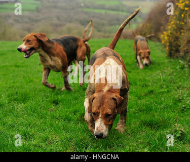 Foxhouds seguendo un profumo Foto Stock