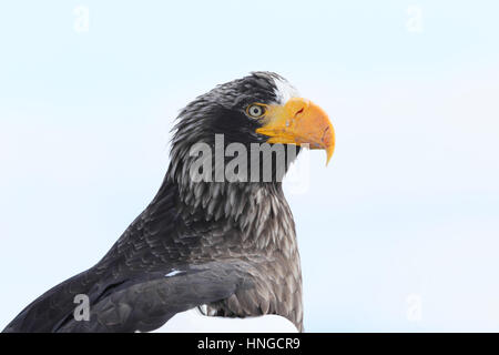 Close-up di adulto Steller's sea eagle (Haliaeetus pelagicus) in Hokkaido, Giappone. Il più grande del mondo di eagle, svernamento sul mare di ghiaccio Foto Stock