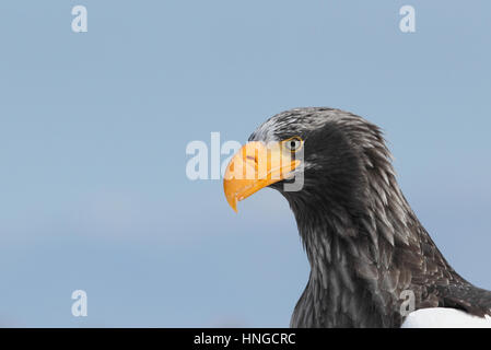 Close-up di adulto Steller's sea eagle (Haliaeetus pelagicus) in Hokkaido, Giappone. Il più grande del mondo di eagle, svernamento sul mare di ghiaccio Foto Stock