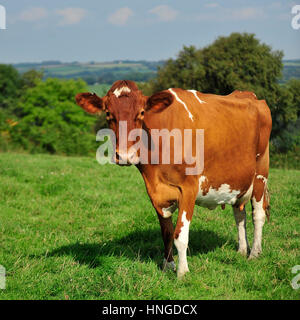 Ayreshire mucca in estate Foto Stock