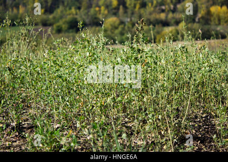 Campo di erba medica Foto Stock