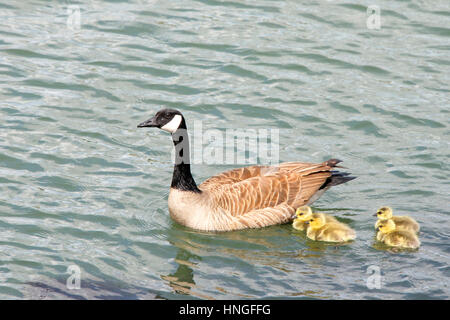 Femmina, madre Canada Goose, nome scientifico Branta canadensis, nuoto con il suo goslings nella baia Foto Stock