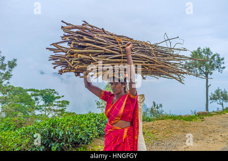 HAPUTALE, SRI LANKA - 30 novembre 2016: La donna in sari porta il sottobosco sul suo capo, Haputale il 30 novembre. Foto Stock