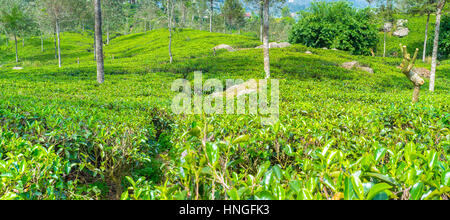 Densamente piantati arbusti di tè guardare come una moquette che copre le colline in Sri Lanka Foto Stock