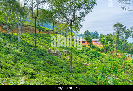 I campi di tè in Sri Lanka intervallati da piccoli villaggi Foto Stock