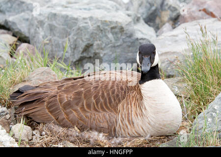 One Canada Goose nesting in rocce lungo la riva nella California settentrionale Foto Stock