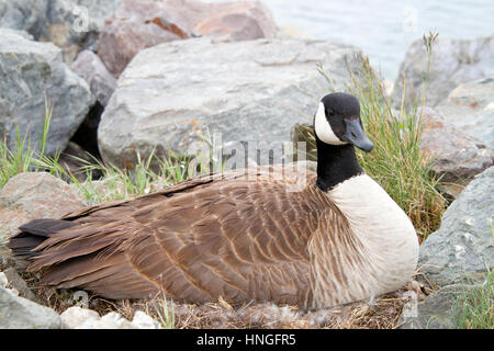 One Canada Goose nesting in rocce lungo la riva nella California settentrionale Foto Stock