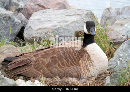 One Canada Goose nesting in rocce lungo la riva nella California settentrionale Foto Stock