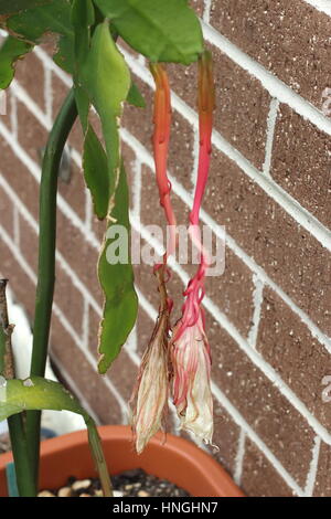 Epiphyllum oxypetalum o noto anche come Regina della notte Orchid fine fioritura Foto Stock