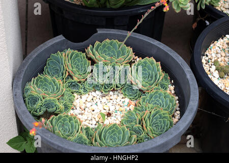 Chiudere l immagine di Echeveria glauca o noto come Aeonium o noto come verde succulente Rose Foto Stock