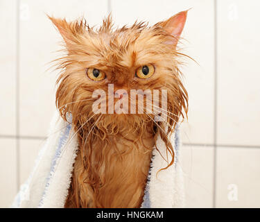 Gatto persiano dopo il bagno Foto Stock