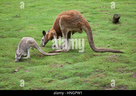 Canguro rosso (Macropus rufus). Foto Stock