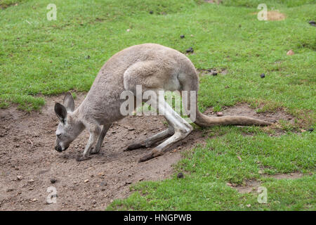 Canguro rosso (Macropus rufus). Foto Stock
