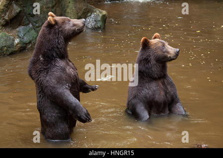 La Kamchatka l'orso bruno (Ursus arctos beringianus), noto anche come il Far Eastern orso bruno in piedi sulle zampe posteriori a La Fleche Zoo nella Valle della Loira, in Francia. Foto Stock