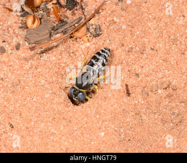 Sabbia Wasp (Bembix sp.) scavando una buca di sabbia, Hattah Kulkyne National Park, Victoria Foto Stock