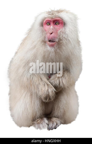 Macaque giapponese isolato su uno sfondo bianco Foto Stock