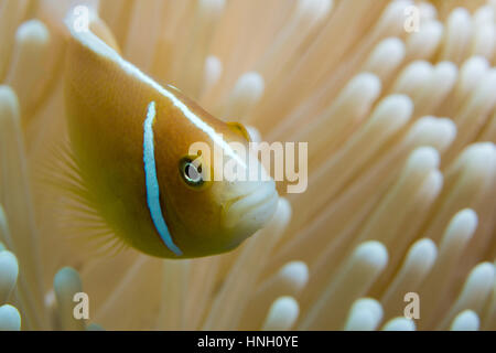 Orange skunk clownfish (Amphiprion sandaracinos), difendendo la sua corallo, la Grande Barriera Corallina, Queensland, Australia Foto Stock