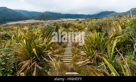 Sentiero attraverso la terra di paludi, Pouakai circuito, Egmont National Park, Taranaki, Isola del nord, Nuova Zelanda Foto Stock