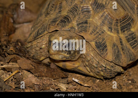 Bell a cerniera posteriore (tartaruga Kinixys belliana), Nosy Faly, a nord-ovest del Madagascar, Madagascar Foto Stock