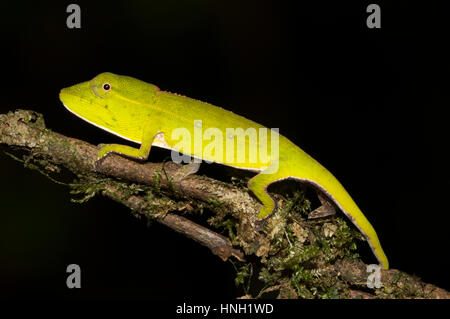 Perinet chameleon (Calumma gastrotaenia), capretti nella foresta pluviale, Andasibe Parco nazionale del Madagascar Foto Stock