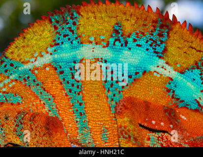 La pelle di una pantera chameleon (Furcifer pardalis), maschio, tra Ambilobe e Sirama, Northwestern Madagascar Madagascar Foto Stock