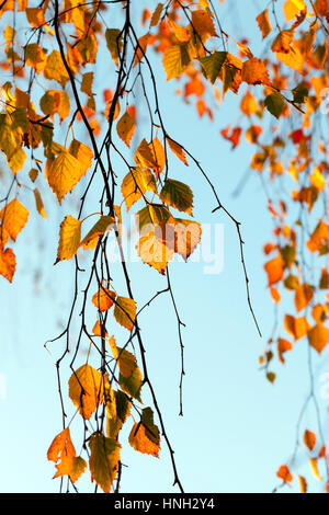 Una betulla con foglie d'arancio sole splende attraverso in autunno . Foto scattata closeup con una piccola profondità di campo. Blue sky in background. Foto Stock