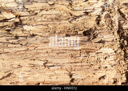 Split con un albero di ax con struttura irregolare. Legna da ardere, fotografato close-up. Piccole profondità di campo su legno visibili tracce di decomposizione e Foto Stock