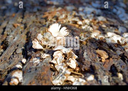 Bianco di funghi che crescono sulla corteccia di albero Foto Stock