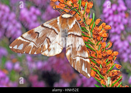 Kentish Gloria (Endromis versicolora) femmina Foto Stock