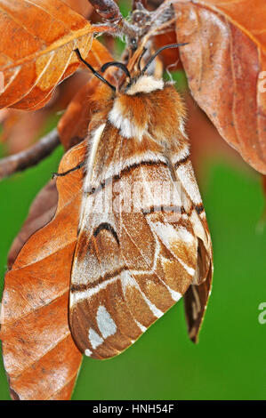 Kentish Gloria (Endromis versicolora) femmina Foto Stock
