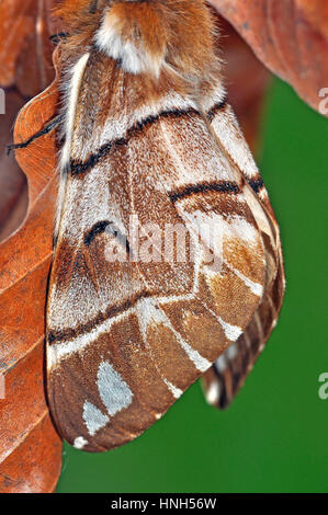 Kentish Gloria (Endromis versicolora) femmina Foto Stock