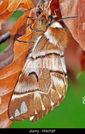 Kentish Gloria (Endromis versicolora) femmina Foto Stock