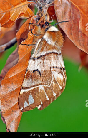 Kentish Gloria (Endromis versicolora) femmina Foto Stock