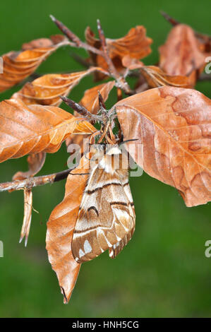 Kentish Gloria (Endromis versicolora) femmina Foto Stock