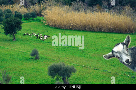 Baby capra cretese sul campo verde con le pecore per lo sfondo, Creta, Grecia Foto Stock