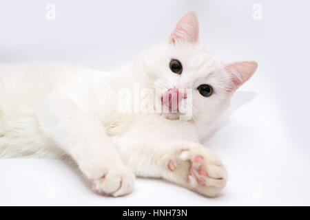 White cat. Cat bloccato fuori la sua lingua. Lingua del gatto. Gatto su sfondo bianco Foto Stock