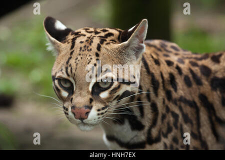 Ocelot (da Leopardo pardalis), noto anche come il nano leopard. Foto Stock