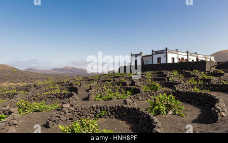 Lanzarote La Geria vigna nero sul suolo di origine vulcanica nelle isole Canarie Foto Stock