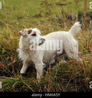 Jack Russell Terrier dog Foto Stock