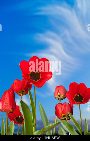 Aiuola di tulipani rossi sul cielo blu Foto Stock