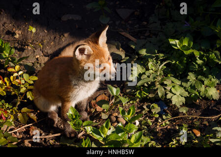 Un cucciolo di Fox in un giardino urbano Foto Stock