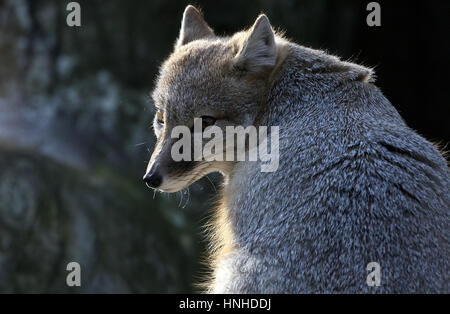 North American Swift volpe (Vulpes vulpes velox) in closeup, guardando sopra la spalla Foto Stock