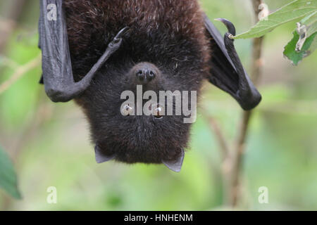 Isola di Natale Flying Fox Foto Stock