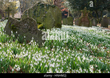 Stanton Lacy, UK. Xiii Febbraio, 2017. Regno Unito Meteo. Spettacolare esibizione di bucaneve nel sagrato della Basilica di San Pietro, Stanton Lacy, Shropshire, Inghilterra, Regno Unito. Credito: John Hayward/Alamy Live News Foto Stock