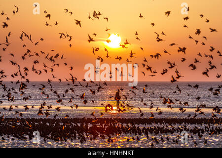 Blackpool, Lancashire, Regno Unito. Xiii Febbraio, 2017. Regno Unito Meteo. Migliaia di storni scendere su per la spiaggia soleggiata sul lungomare di Blackpool. Questa spettacolare murmuration può essere visto solo a una manciata di siti in tutto il territorio continentale del Regno Unito. Fino a 40.000 uccelli arrivano al North Pier di Blackpool ogni sera a roost sotto le travi in stile vittoriano del famoso molo. Credito: Mediaworld Immagini/Alamy Live News Foto Stock